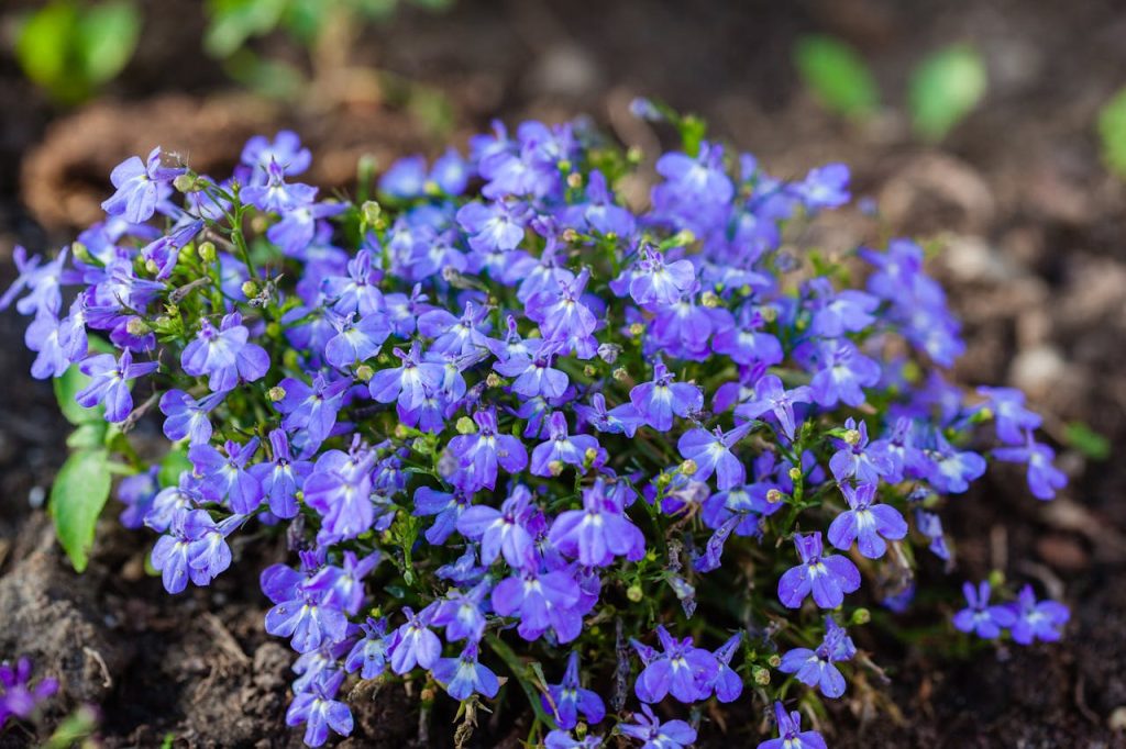 Les meilleures plantes pour un jardin en plein soleil sans arrosage