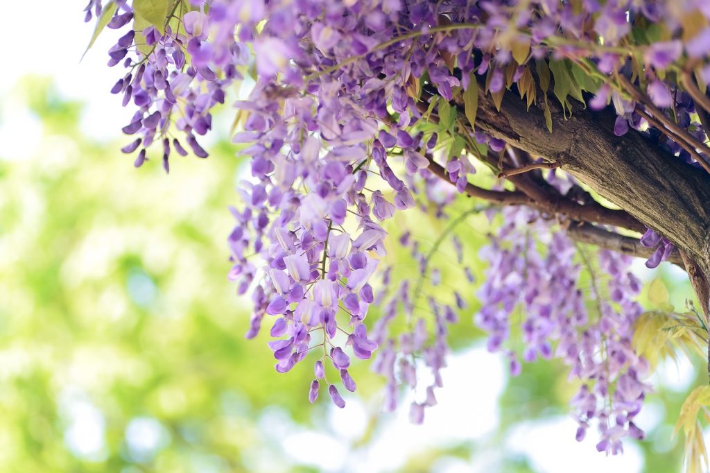 Les arbustes à fleurs violettes est un choix esthétique pour votre jardin