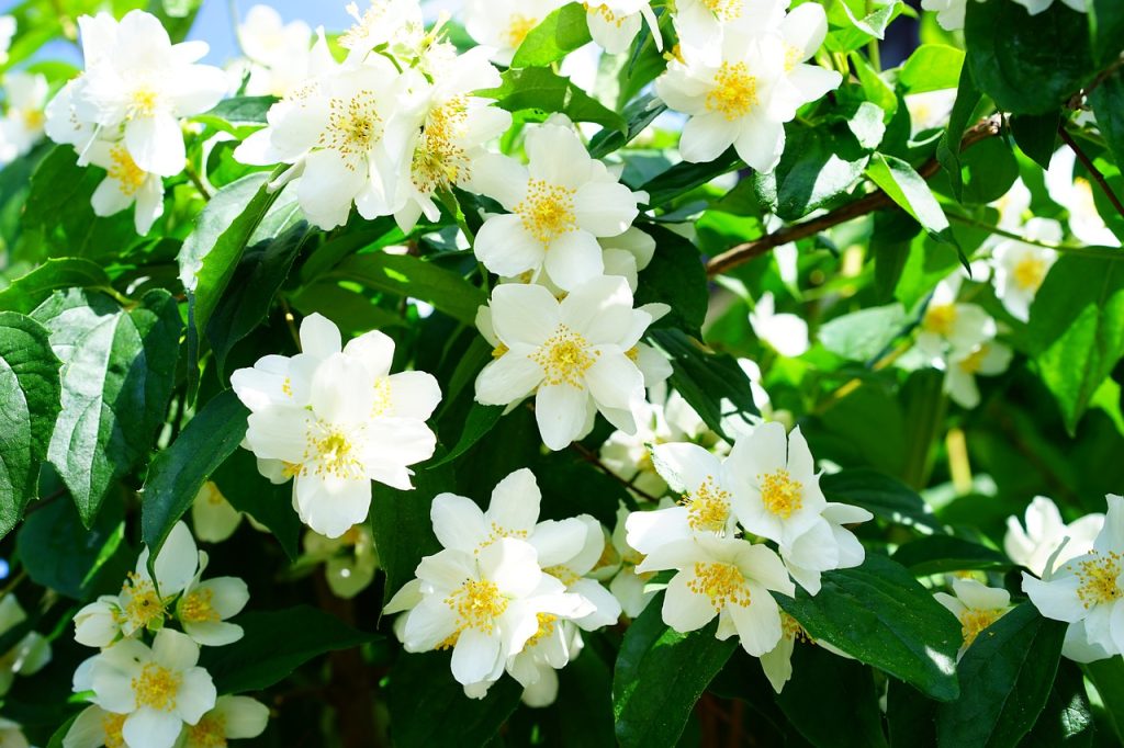 Les meilleures plantes grimpantes vivaces pour un plein soleil