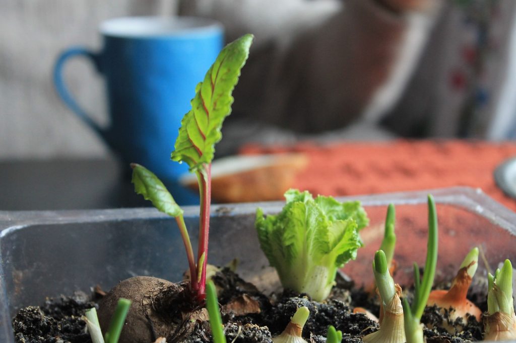 L'importance de la rotation des cultures dans un potager