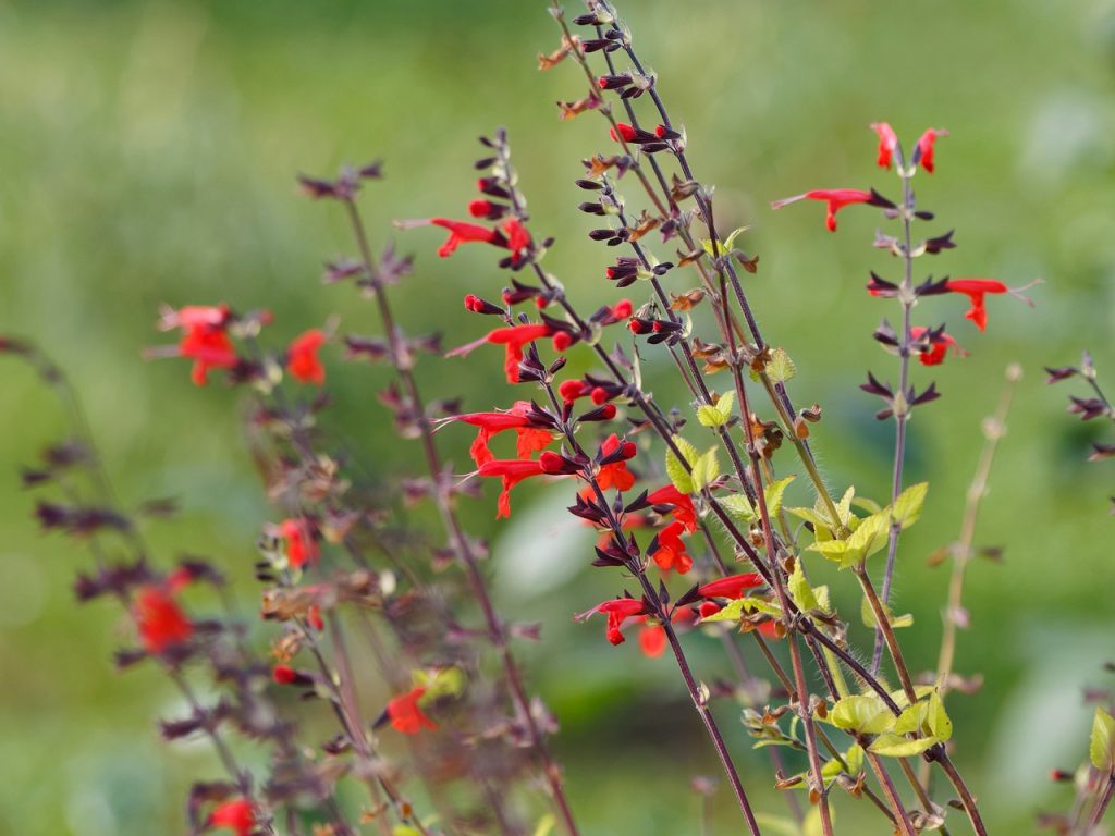 guide pour tailler sauge rouge afin d'avoir une croissance optimale