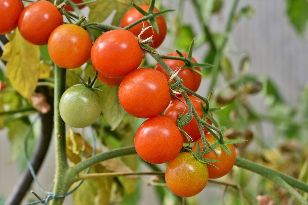 méthodes et conseils pratiques pour le Traitement des punaises sur les tomates