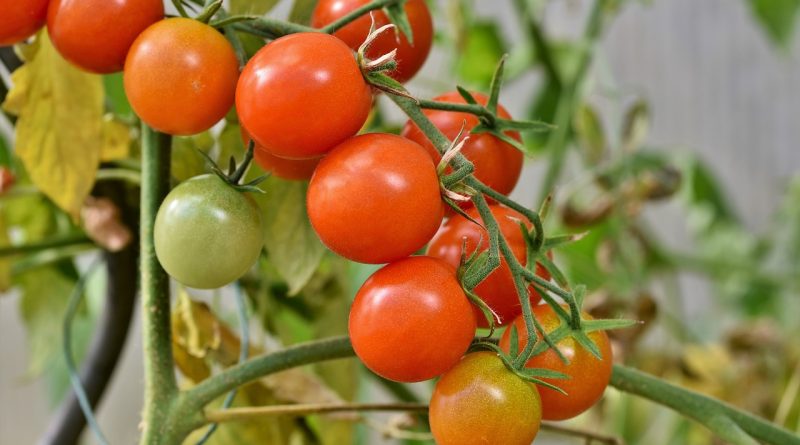 méthodes et conseils pratiques pour le Traitement des punaises sur les tomates