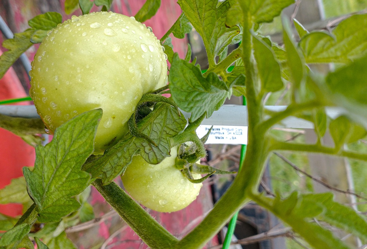 méthodes pour le Traitement des punaises sur les tomates