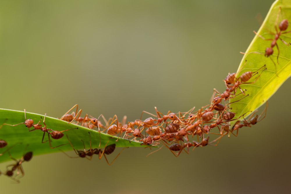 se protéger contre les fourmis volantes