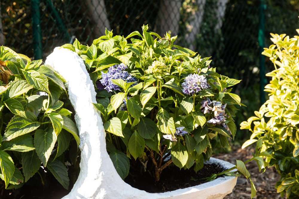 tout savoir sur la distance à respecter pour planter un hortensia près d'un mur