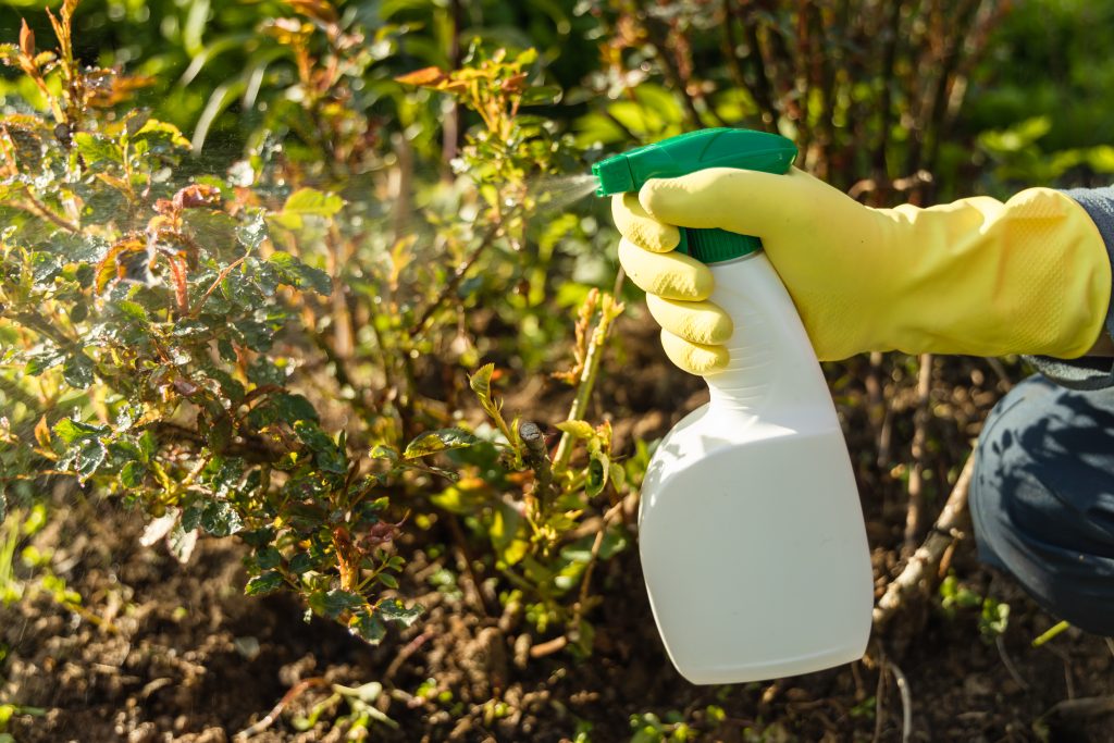 Recette de désherbant bio efficace pour un jardin sain