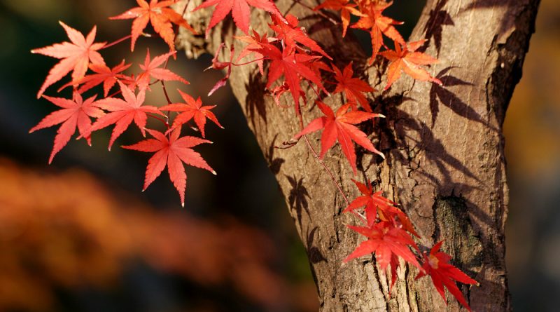 tailler un érable du Japon pour favoriser sa croissance