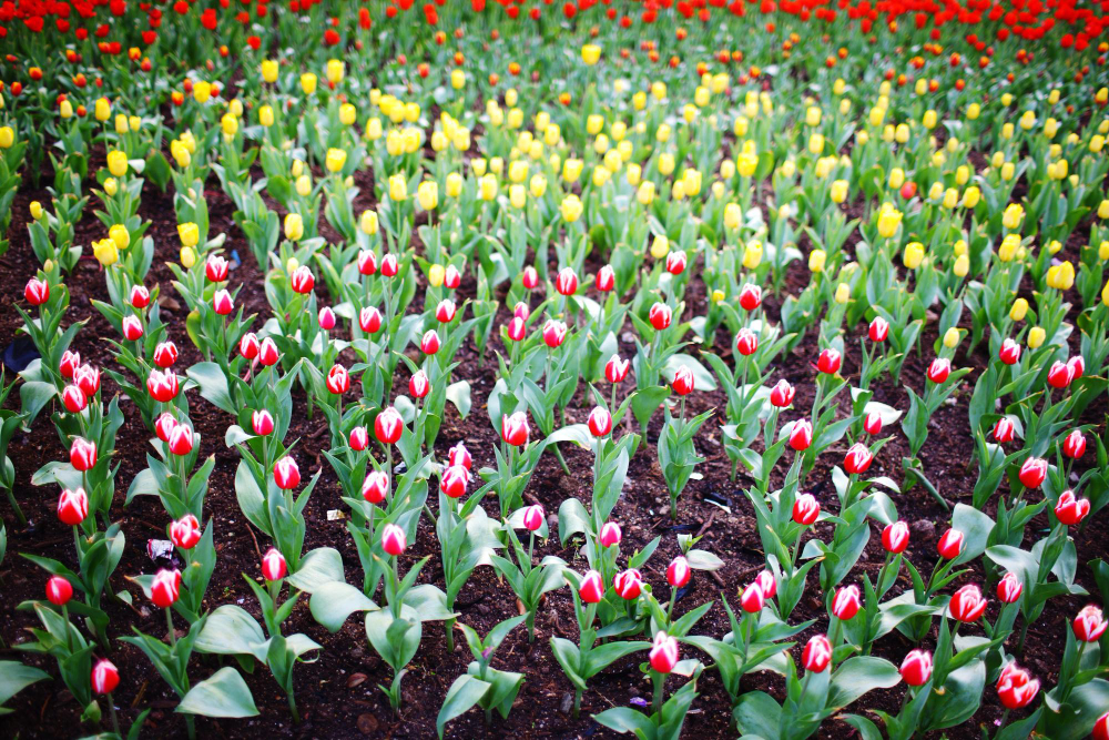 bulbes de tulipe à planter par mètre carré