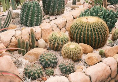 Les clés pour créer facilement une rocaille réussie dans votre jardin
