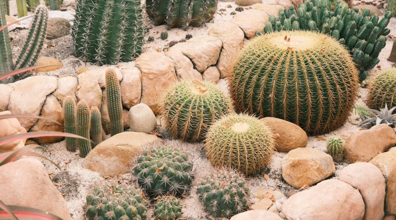 Les clés pour créer facilement une rocaille réussie dans votre jardin