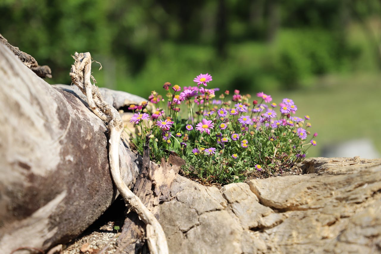 créer facilement une rocaille réussie dans votre jardin