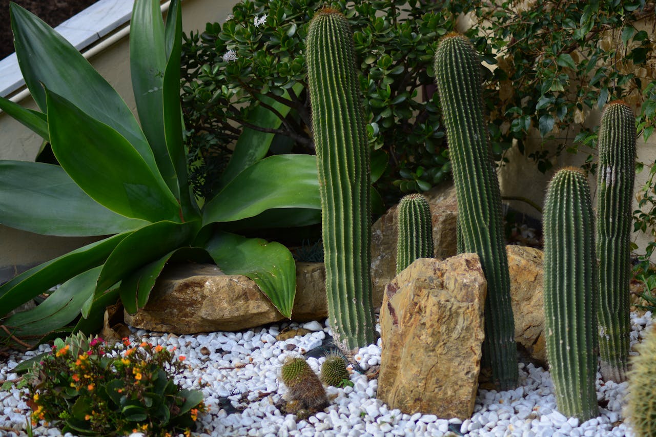 créer une rocaille réussie dans votre jardin