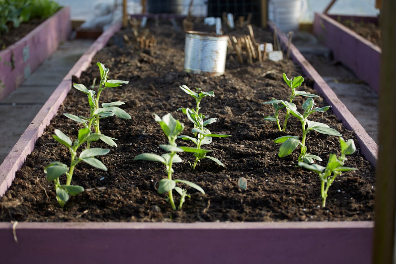 un lit de jardin surélevé